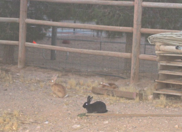 Neighborhood rabbits